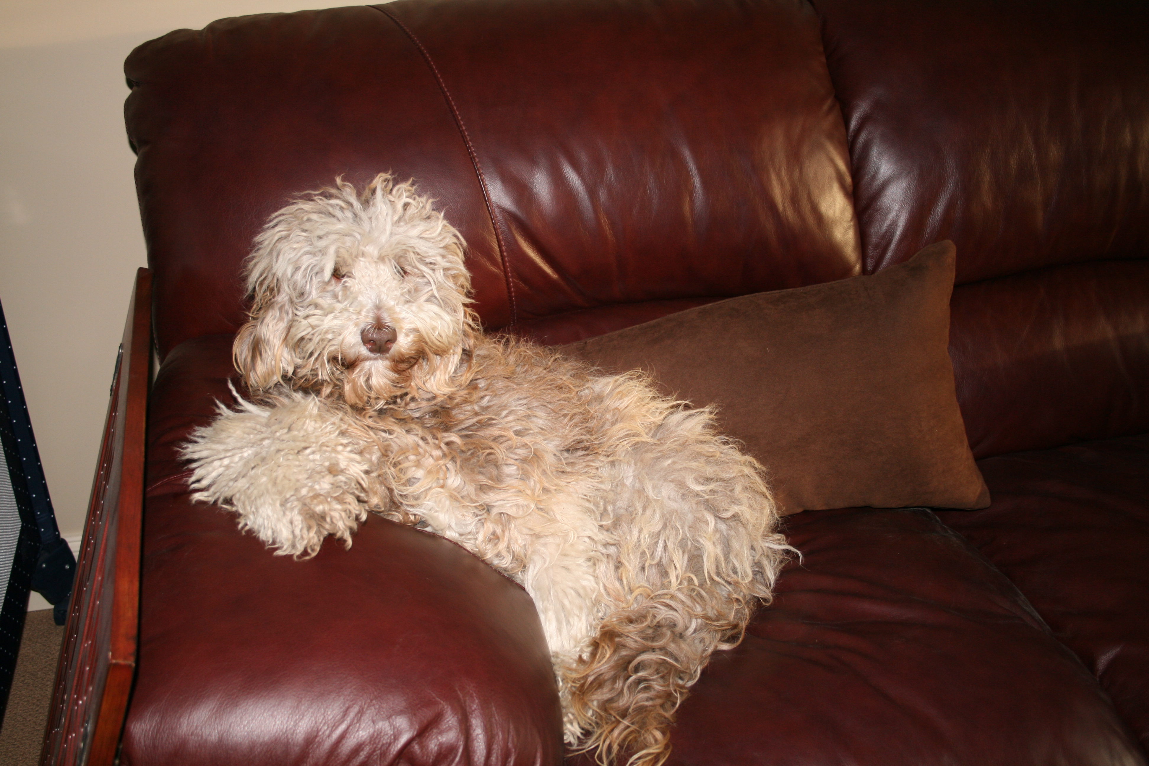Labradoodle Colours and Patterns Explained Van Isle Labradoodles